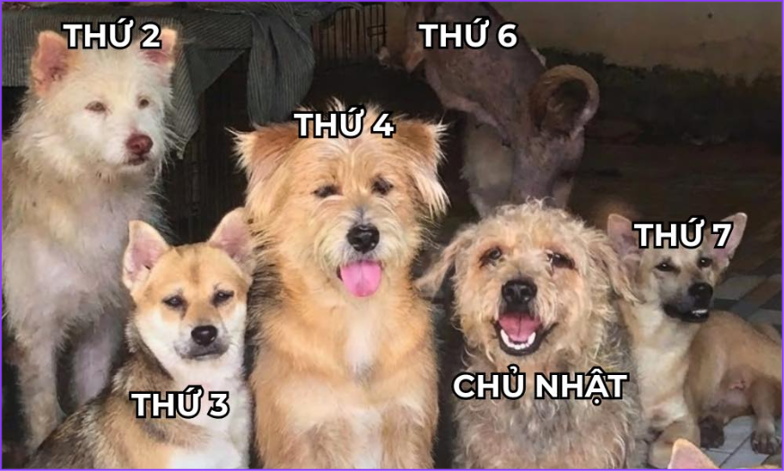 nhan-nuoi-cho-meo